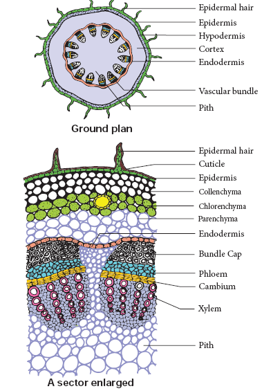 PLANT ANATOMY AND PLANT PHYSIOLOGY Notes 10th Science Lesson 12 Notes ...