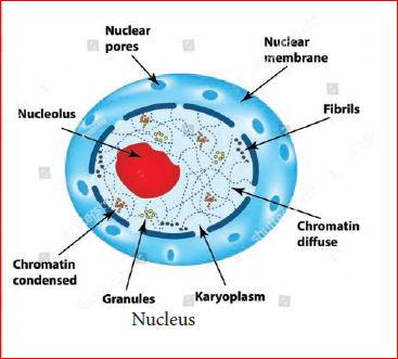 Cell Biology Notes 7th Science Lesson 10 Notes in English - WINMEEN