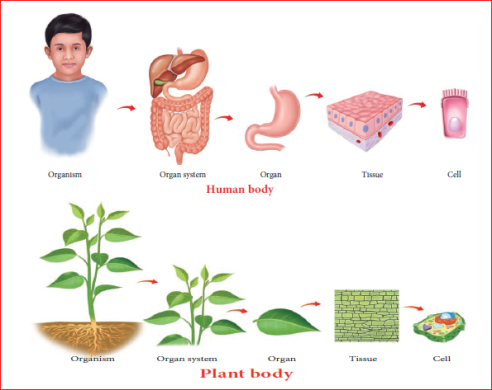 Cell Biology Notes 7th Science Lesson 10 Notes in English - WINMEEN