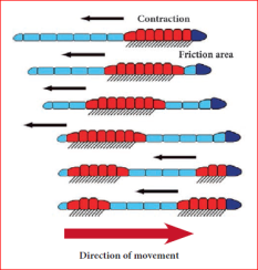 Movements in Animals Notes 8th Science Lesson 19 Notes in English - WINMEEN