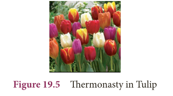 Thermonasty Example PLANT PHYSIOLOGY Notes 9th Science Lesson 22 Notes in English - WINMEEN